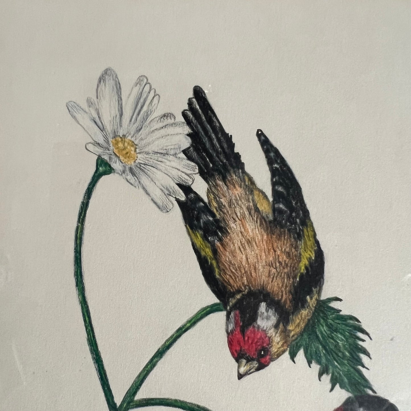 Vintage Pencil and Ink Drawing Goldfinch Birds and Daisy