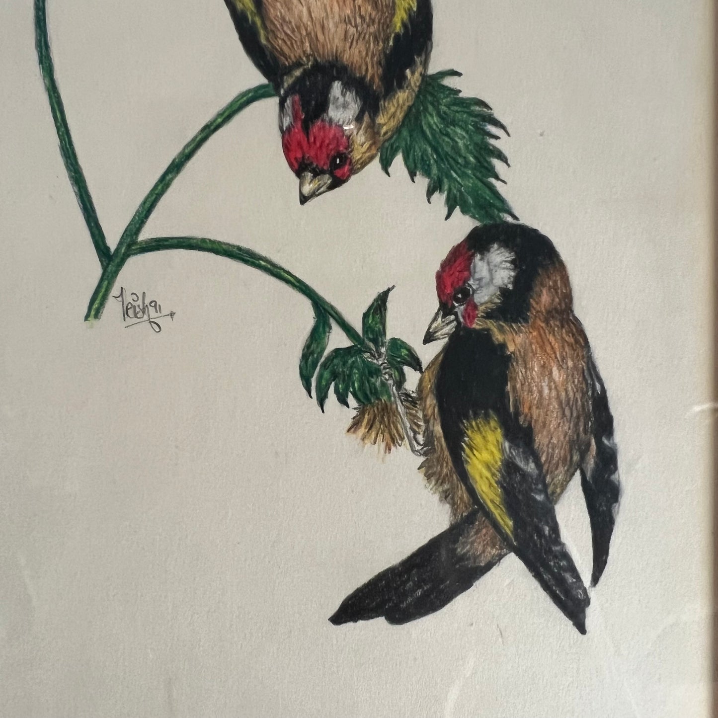 Vintage Pencil and Ink Drawing Goldfinch Birds and Daisy