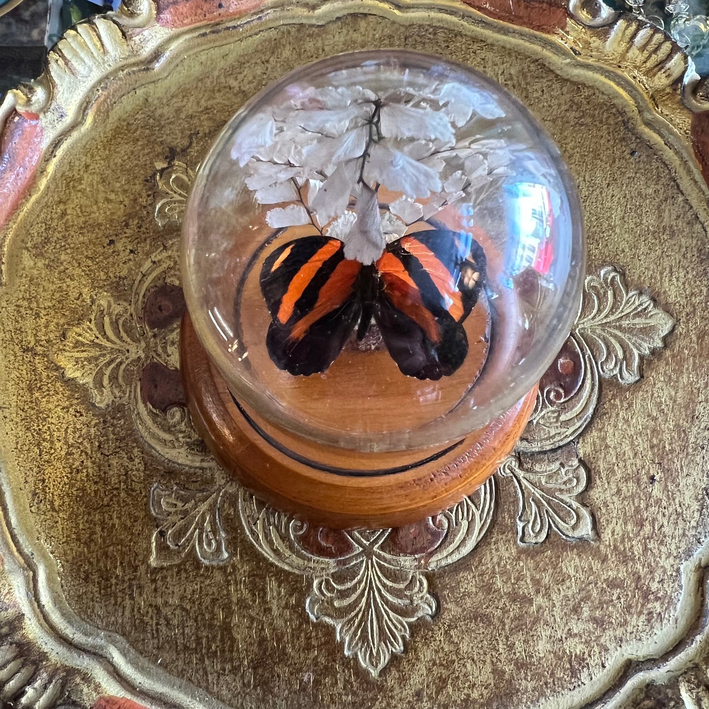 Vintage Preserved Real Butterfly and Fern in Dome